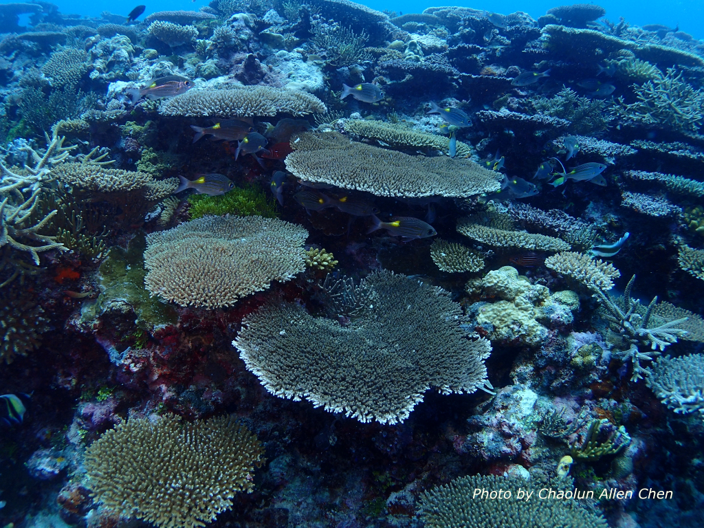 coral reefs